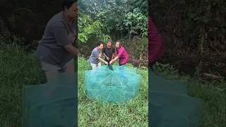 The Umbrella Trap China S Clever Fishing Secret TraditionalFishing SmartFishingNet ChineseVillage  The Umbrella Trap China S Clever Fishing Secret TraditionalFishing SmartFishingNet ChineseVillage