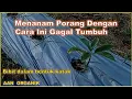Lagu Hati-Hati Menanam Bibit Porang Dengan Cara Ini Gagal Tumbuh
