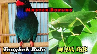 Download Masteran Burung JUARA || TENGKEK BUTO vs BELALANG KECEK MP3