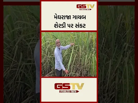 મેઘરાજા ગાયબ શેરડી પર સંકટ