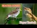 Download Lagu Sikatan Londo / Kapas Tembak Gacor suara jernih