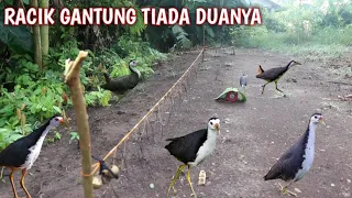 bukti nyata racik gantung memang joss memikat burung ruak ruak bird trap
