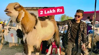 Bhopal Bakra Mandi 2026 Vlog | AL Aamir Khan | Cattle Market Goat in India