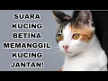 Download Lagu SUARA KUCING BETINA MEMANGGIL KUCING JANTAN MP3