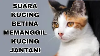 suara kucing betina memanggil kucing jantan
