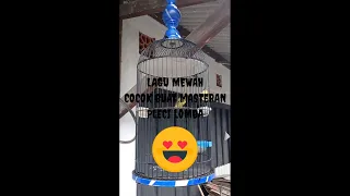 masteran pleci lagu yang di cari juri plecimania