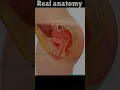 Download Lagu Real women Anatomy Video #shorts