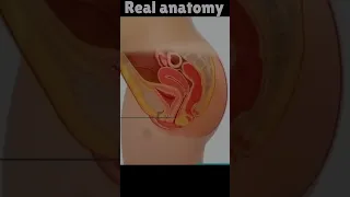 Real Women Anatomy Video Shorts 
