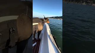 Boat dog Violet #fyp #dream #doberman #pets #youtube