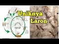 Download Lagu Kemana perginya laron setelah sayapnya lepas bertaburan ? Fakta unik laron.
