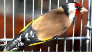 صدای سهره برای تحریک نر دندنها