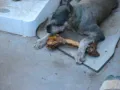 Gorm Eats A Bone