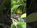 Lagu Burung Sirtu Pleci di Alam Liar #shorts #pleci #sirtu #warbler  #nature  #nest #sarang #meloloh