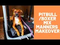 The Complete K9 - 6 Months Old Mix Female Goes From Wild To Obedient Rockstar