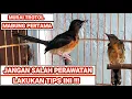 Cara Merawat Murai Trotol Mabung / Mutasi Bulu Dewasa