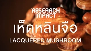 เห็ดหลินจือมีสารสำคัญอะไรบ้าง และแต่ละชนิดมีฤทธิ์อย่างไรต่อร่างกาย