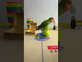 Download Lagu Bird Training : Smart lovebird Parrot | Smart Little Cute Parrot  #training #smartparrot #cute