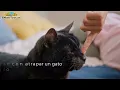 Dreaming of a Black Cat🐈‍⬛【MEANINGS】