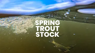 Minnesota DNR Trout Stocking in Cook County