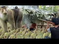 Panik❗Beruk hampir menyerang durian untung masih rezeki