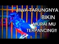 BURUNG MURAI BATU GACOR PANCINGAN GANAS SEKALI DENGAR BIKIN MURAI LAIN EMOSI