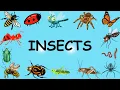 Names of Insects in English 30 Types of Insects for Children
