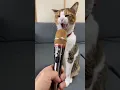 Download Lagu Suara kucing nguap