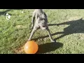 Anderson The Cane Corso Gets A Forever Home