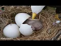 Bald Eagle Growth Journey 110 Days From Egg to Survival
