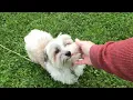 RESCUE DOG of the WEEK BAILEY the puppymill Havanese 6 days here What a difference