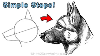 Easy Way to Draw a German Shepherd in Charcoal