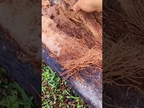 Cute Baby Millipedes #snailhunter #millipede
