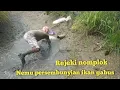 Download Lagu Kamarau membawa berkah dapat banyak ikan gabus disini banyak ikan nila juga