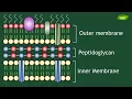 Gram Negative Cell Wall Animation Peptidoglycan Microbiology Basic Science Series