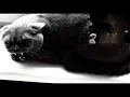Infant Annihilator - Decapitation ForniCATion (OFFICIAL CAT VIDEO)