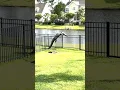 Alligator Caught Struggling to Climb Over Fence