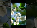 Download Lagu Welcome summer with the Bougainvillea... #malayalam #song #music #love #lyrics #canon #bougainvillea