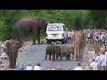 Download Lagu Elephant and bus - Elephants walking on the road know how to stop cars and joke with passengers.