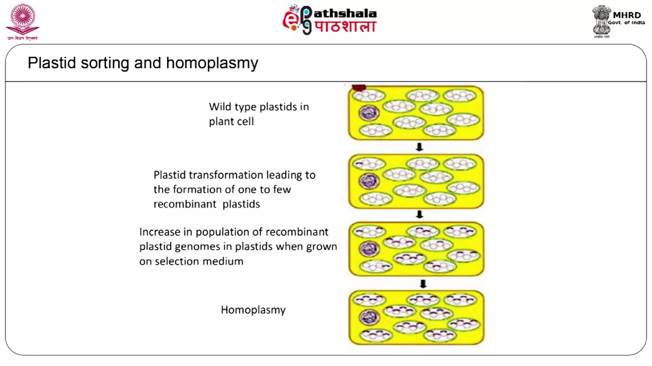 transplastomic plants and chl engg