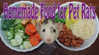 Pet Rat Diet - Requested
