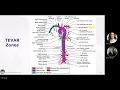 HCGTV Webinar Snippet - Aneurysm Repair Coding TEVAR Zones