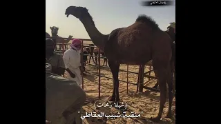 شيلة منقية شبيب المقاطي كلمات سلطان الخميج اداء  نياف تركي دندنها