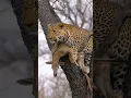 Download Lagu Leopard with an Antelope on a tree