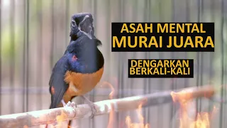 Download MASTERAN MURAI BATU LOMBA full isian tembakan mewah PALING COCOK UNTUK upgrade materi lagu MP3