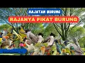 HAJATAN BURUNG RAJANYA PIKAT PALING AMPUH