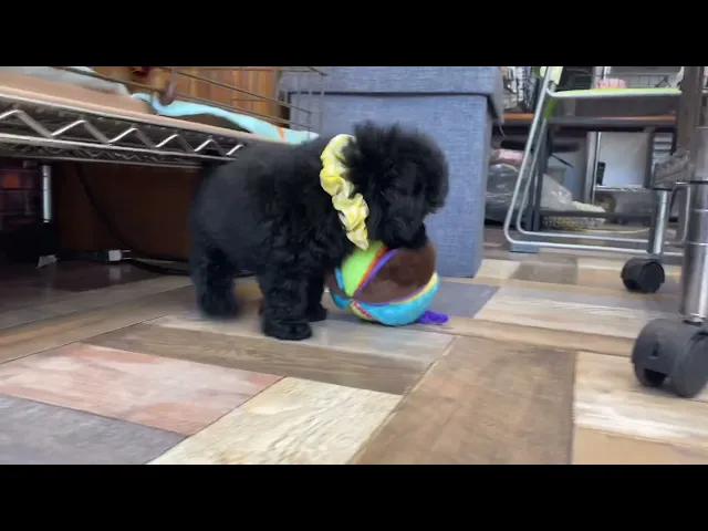 動画