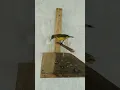 Download Lagu Reaksi hari pertama burung sogon hasil pikatan di sangkar layang #burungsogon