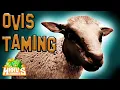 Ark How To Tame An Ovis - Ark Survival Evolved