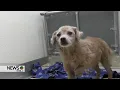 Panhandle Humane Society Staff Shines During Unprecedented Animal Hoarding Intake Monetary Donation
