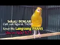 Download Lagu Kenari Gacor Cuit cuit Ngerol TAJAM, TERAPI AMPUH Kenari MACET, Pancingan Kenari Paud Belajar Bunyi